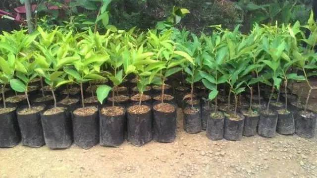 Jambu Air Super Green Cepat Berbuah