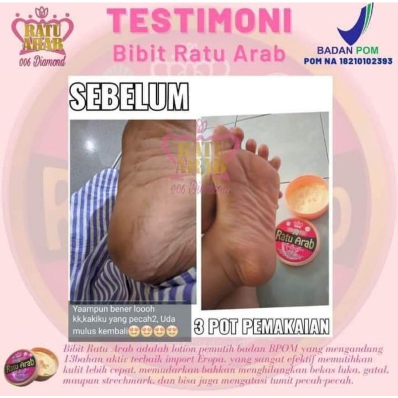 BIBIT RATU ARAB 100% ORIGINAL