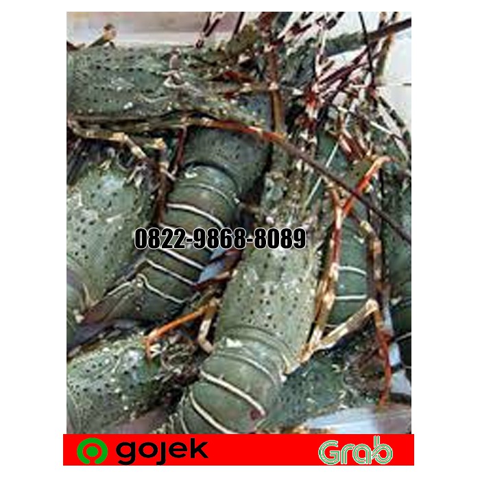 LOBSTER LAUT FRESH ISI 3-4 EKOR / LOBSTER LAUT SEGAR BESAR