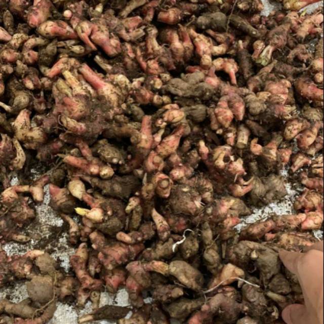 

Jahe Merah Segar Murah