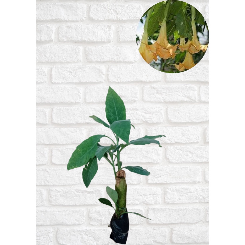 tanaman bunga terompet(kuning)