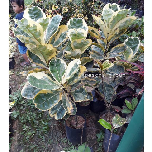 ketapang biola variegata kebi ficus lyrata variegated tanaman hias indoor outdoor
