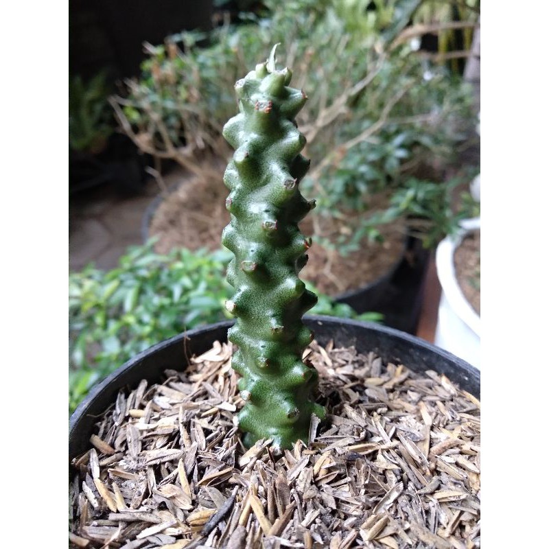 Euphorbia neriifolia/Kaktus/Sukulen