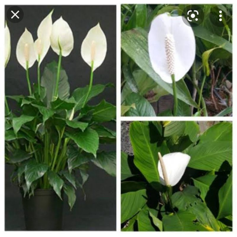 tanaman bunga peace lily
