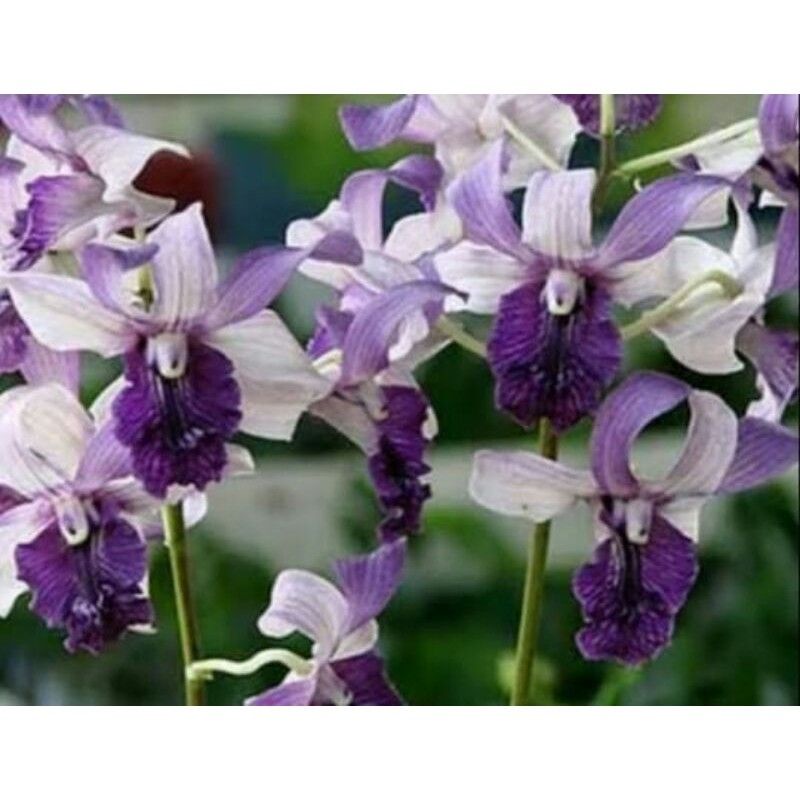 Anggrek dendrobium Indonesia raya / inaraya blue