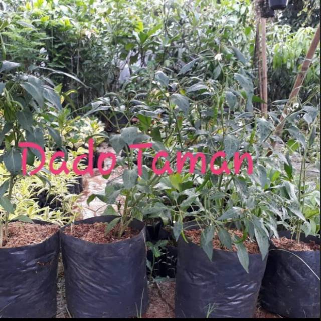 Pohon cabe keriting sudah berbuah - Bibit pohon cabe kriting