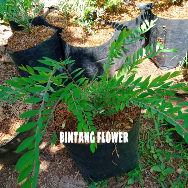 Bunga Cendrawasih bibit Cendrawasih tanaman bonsai cendrawasih