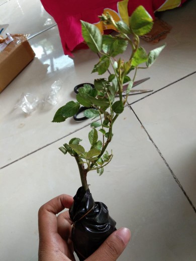 Bibit Tanaman Bunga Mawar Rambat Orange
