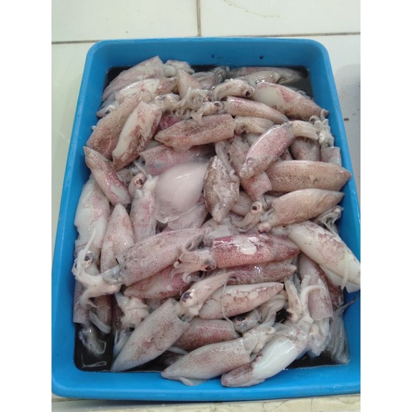 

cumi segar sedang