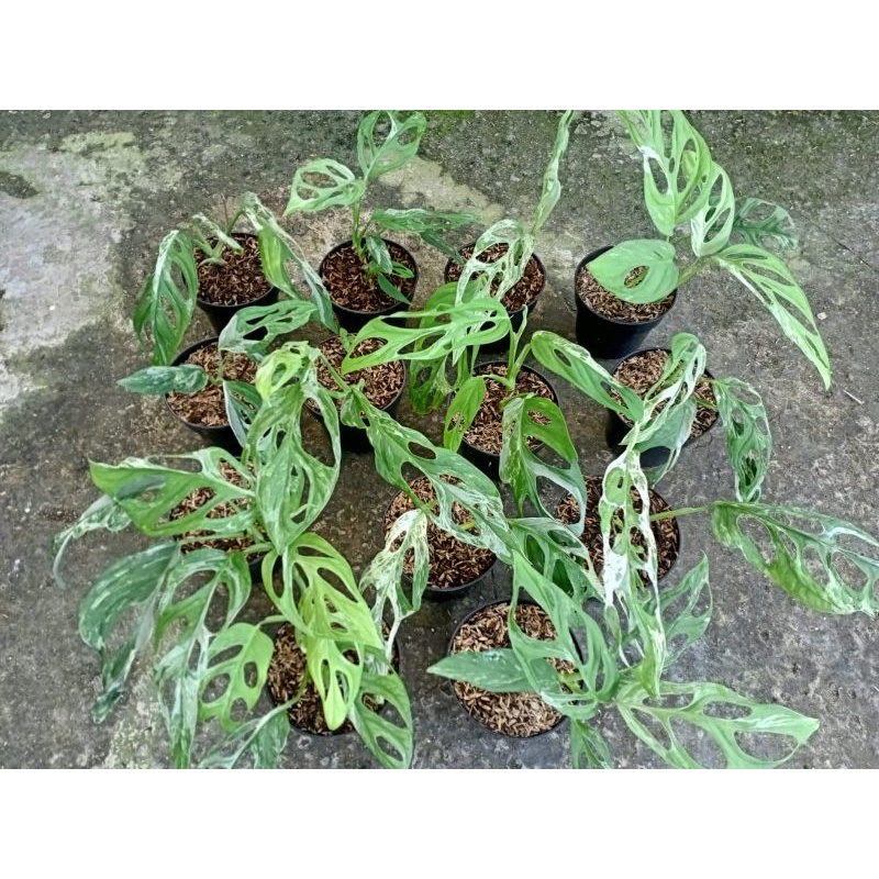 Tanaman hias janbol variegata (PROMO)