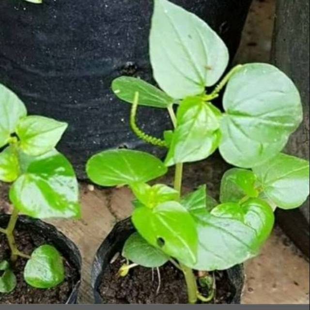 

Daun Sirih Cina