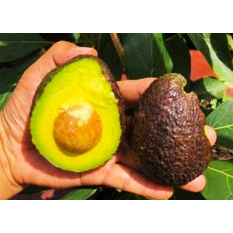 Bibit Buah Alpukat Hass