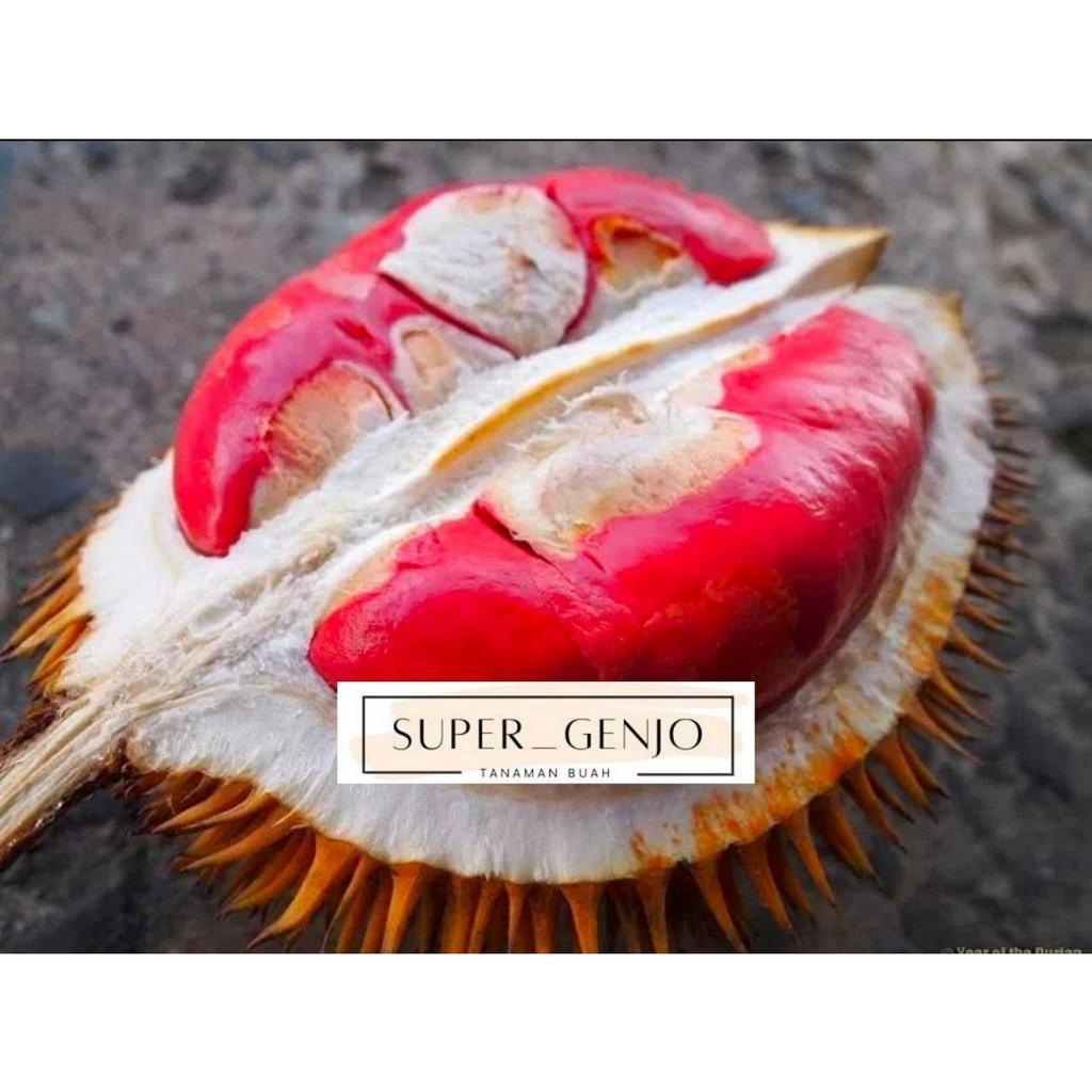 Bibit Durian Merah Kaki 3 Super