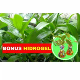 Tanaman Bunga  Bibit Anggrek  Dendro Dendrobium dewasa 