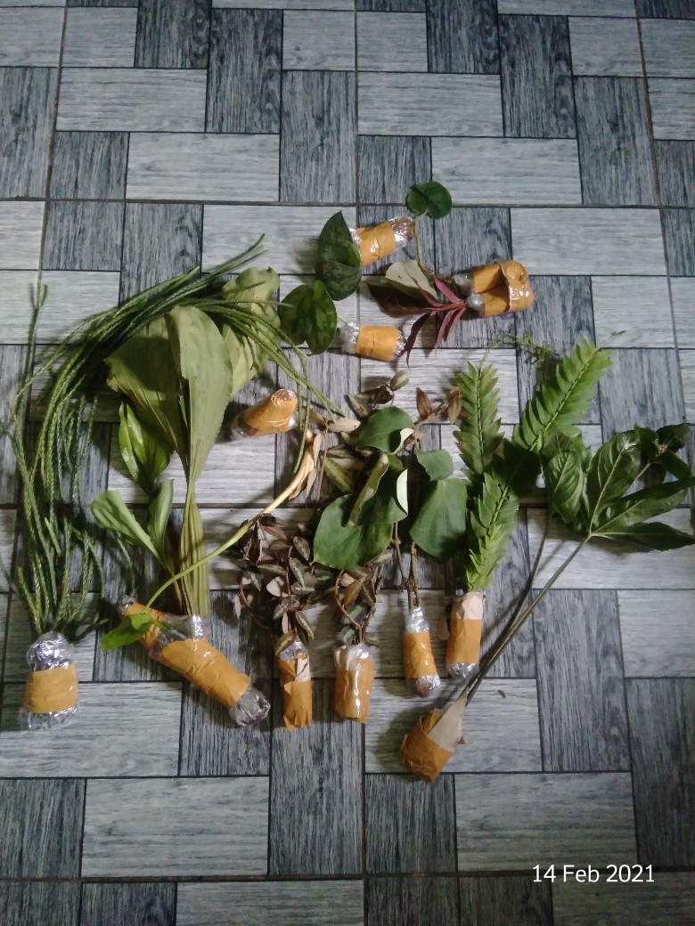 Tanaman Hias/kumpay Ekor Tikus Murah