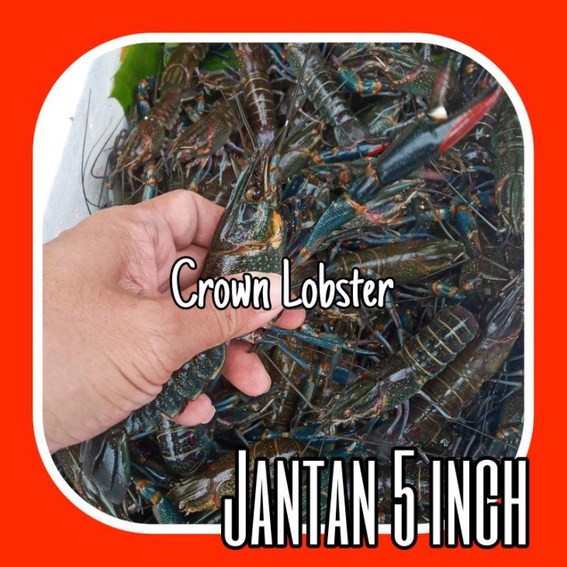 

Lobster air tawar jantan 5 inch
