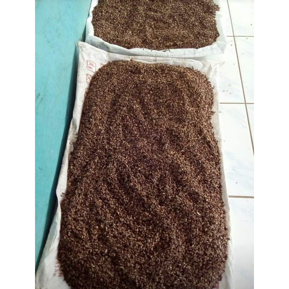 1 kg Benih Biji Pohon Pinus Merkusi Siap Semai Terbaik