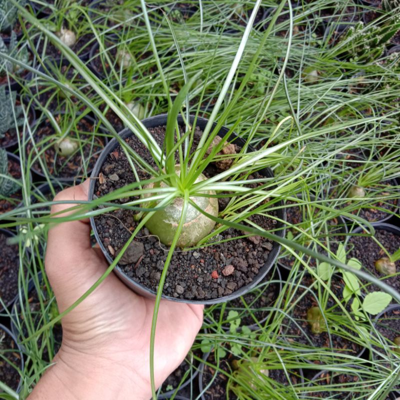 

albuca