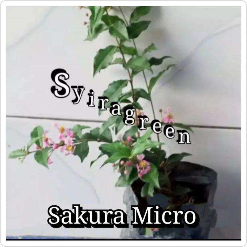 bibit bunga sakura micro/bahan tanaman bonsai