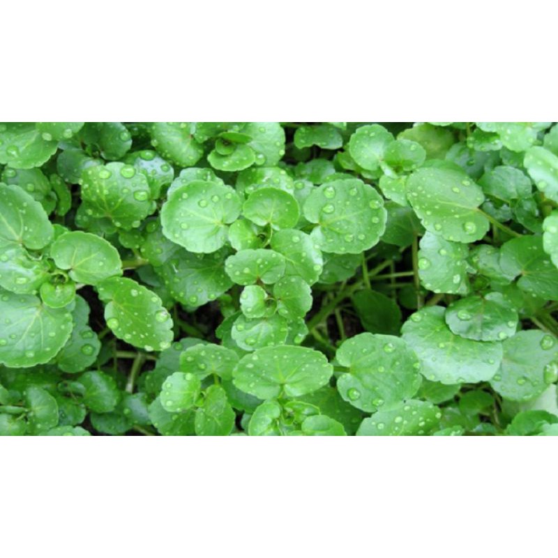 pegagan kecil atau petikim segar 500 gram