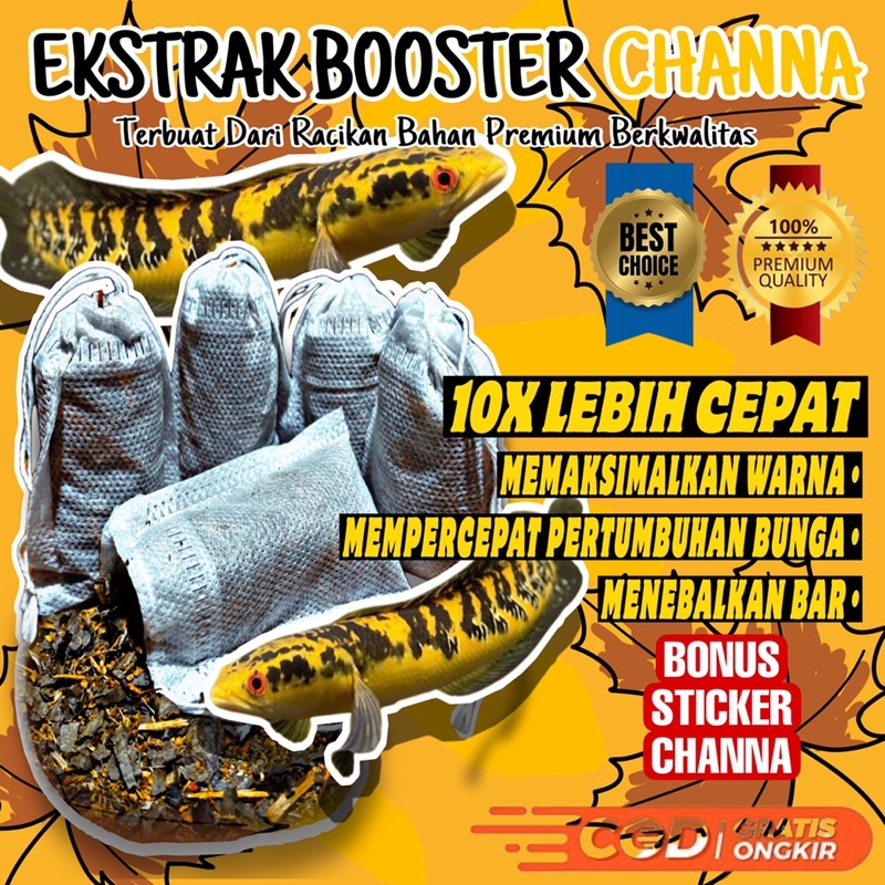 EKSTRAK BOOSTER CHANNA CELUP PREMIUM GRADE AAA+ UNTUK PROGRES BUNGA CHANNA MARU MENEBALKAN BAR MENCE
