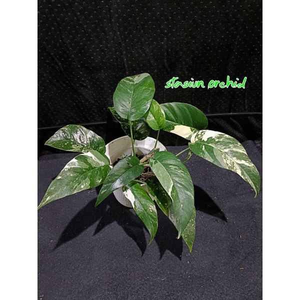 tanaman hias philodendron epipremnum epippremnum epip pinnatum epip var