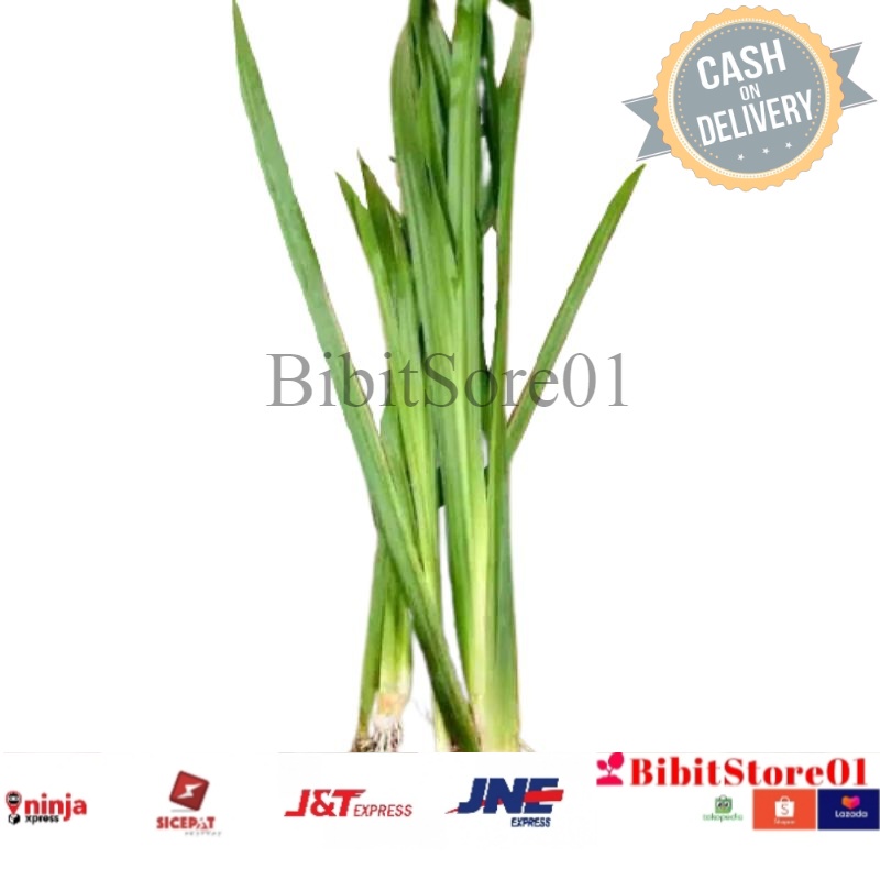 

Readyy Daun dlingo/delingo/jaringao/ 50gram