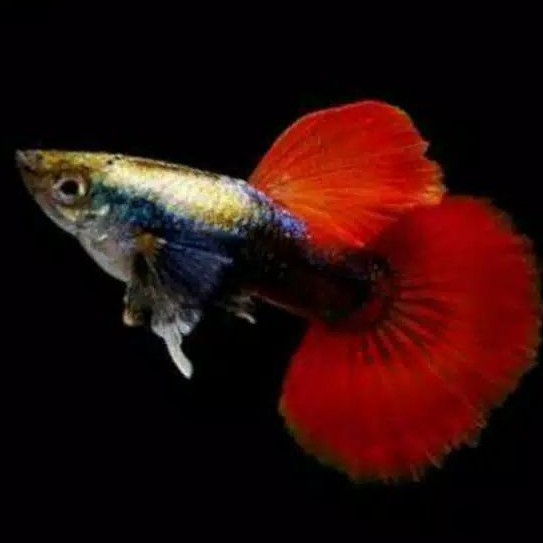 Ikan Guppy Platinum Red Tail Dumbo Ear (PRTDE)