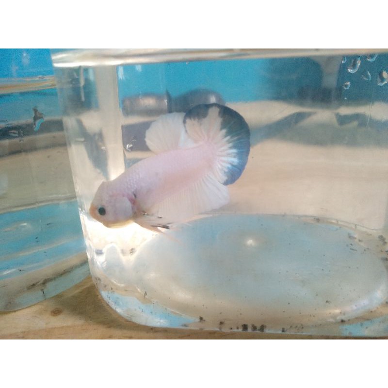 Cupang Blue Rim, Male, Size M