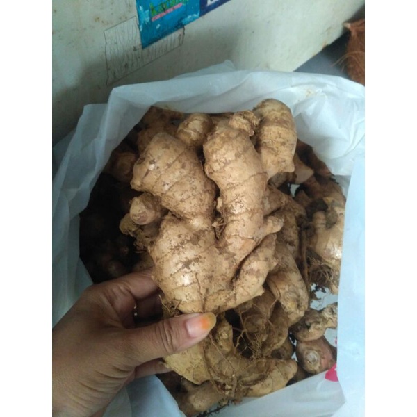 

jahe gajah super 250 gram
