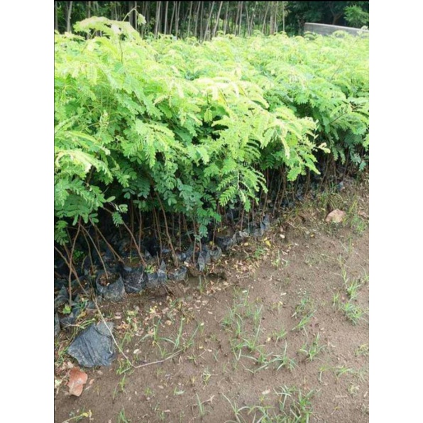 BIBIT ASAM JAWA TINGGI 50-60 CM. (BAHAN BONSAI)