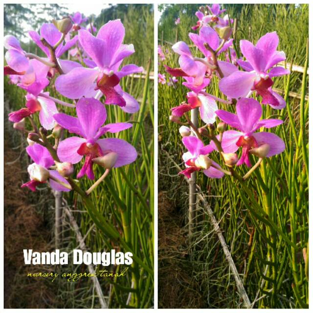 Anggrek Vanda Douglas Dewasa
