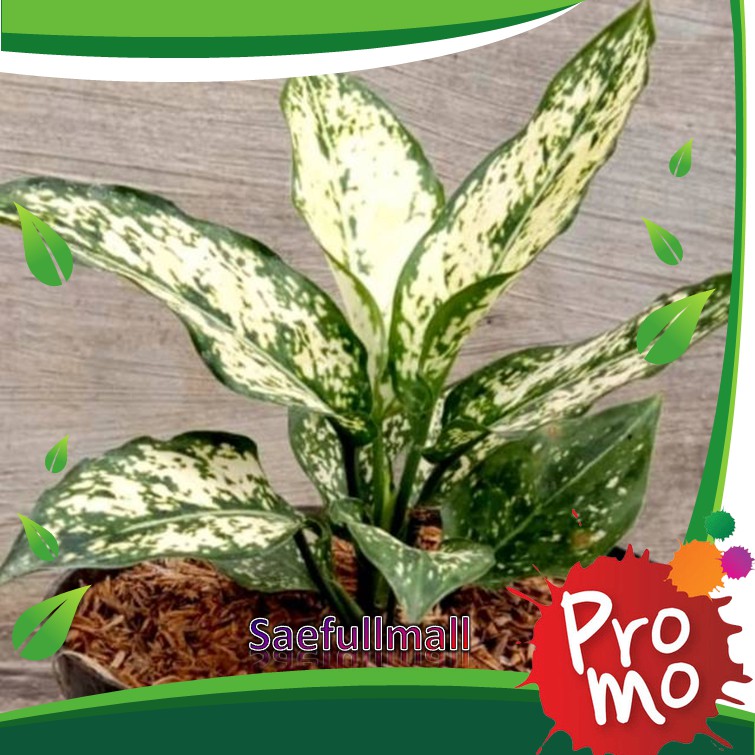 [PROMO]..kHEN501..Aglonema Snow White Akar Rimbun | Beras tumpah cantik kwalitas bibit terbaik