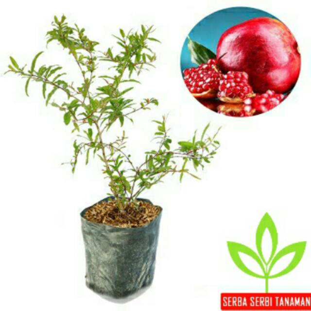 Bibit delima biji lunak (delima merah)