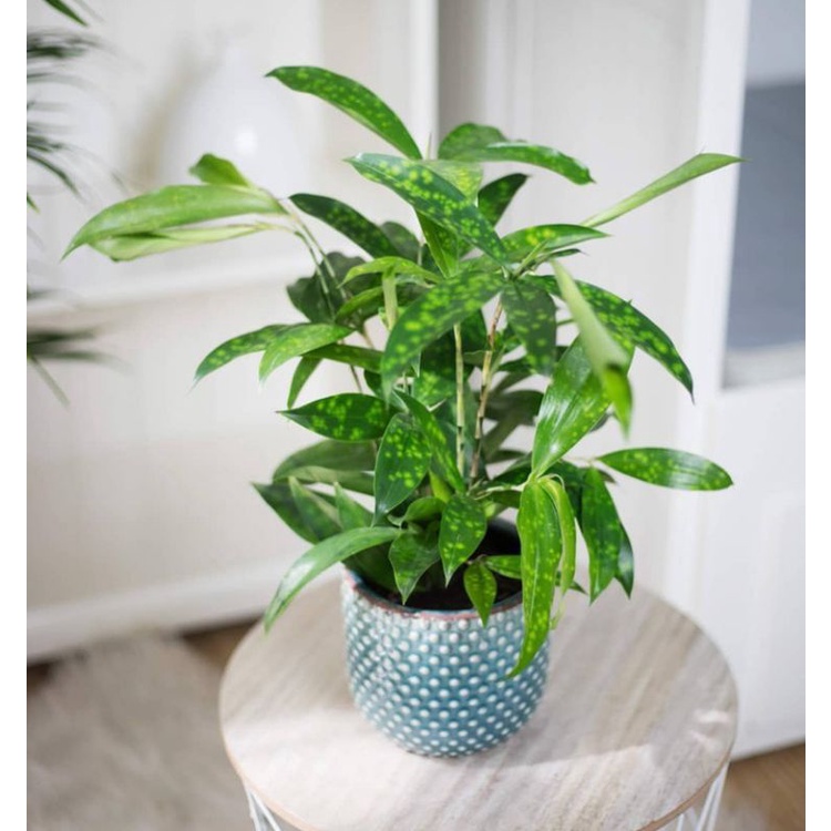 tanaman bambu hoki dracaena hijau drasena ijo tanaman indoor dracena