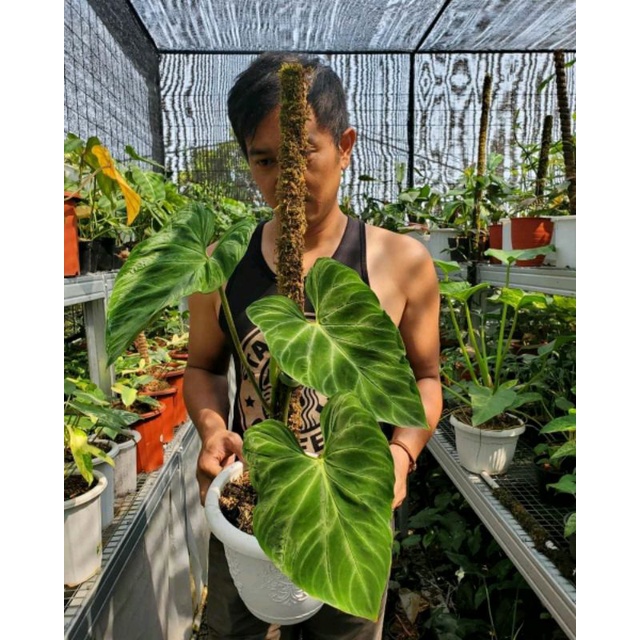 philodendron verrucosum bibit stek orginal berkualitas