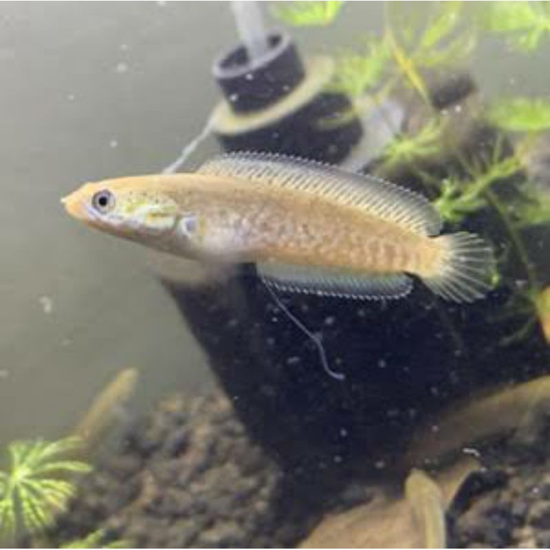 channa andrao beby 4 cm