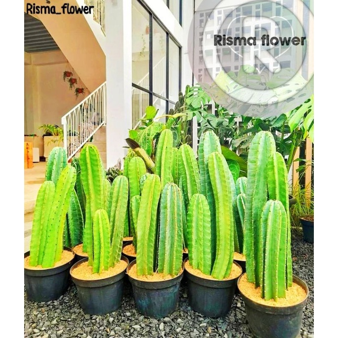 Tanaman hias pohon kaktus koboi tinggi ± 50 cm / pohon hias kaktus koboy