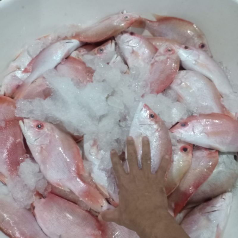 

ikan kakap merah size 3/4 kg