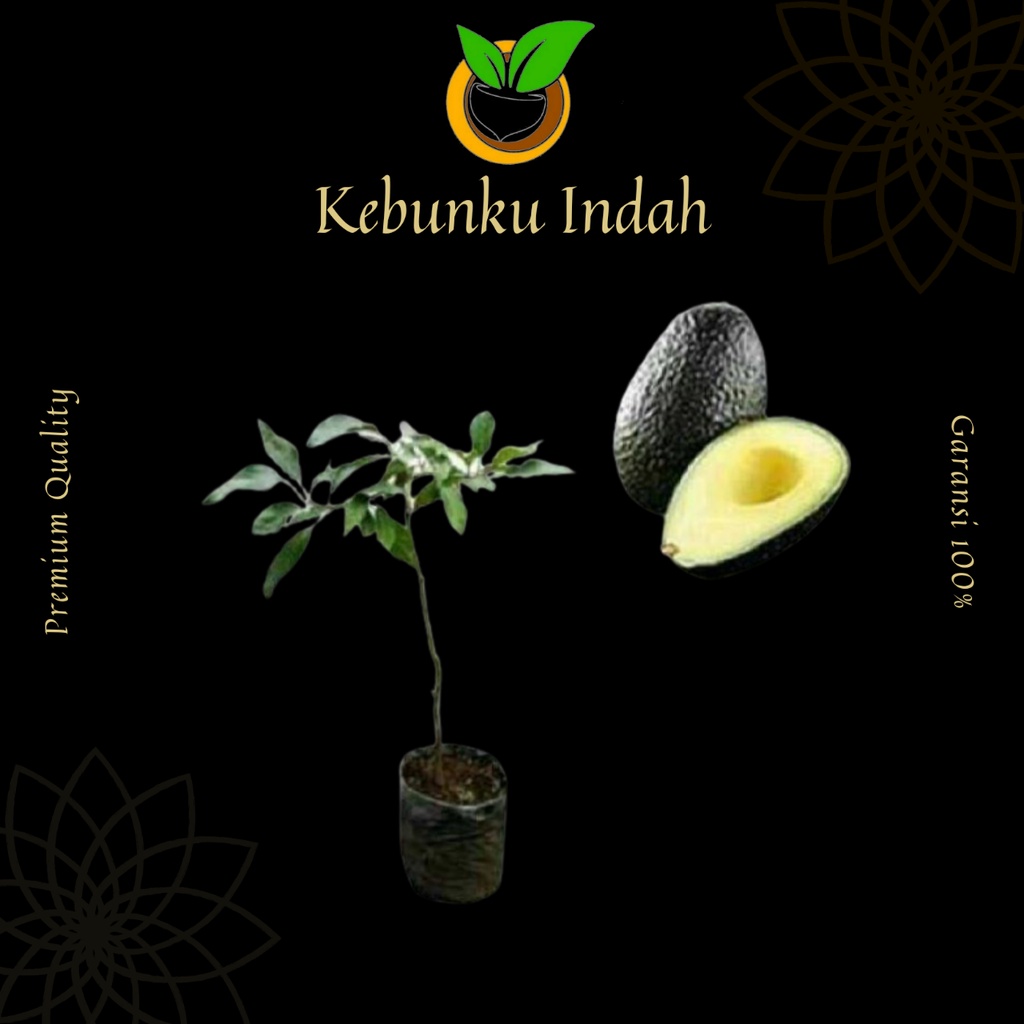 BIBIT ALPUKAT HASS OKULASI SUPER ORIGINAL