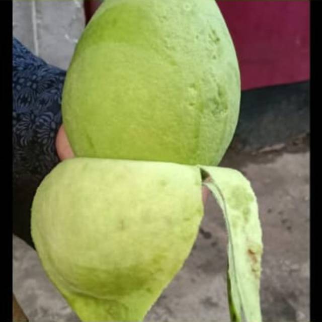

ALPUKAT MENTEGA