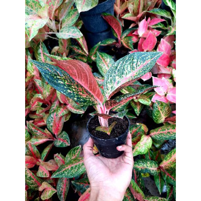 [✅COD] TIARA - (AGLONEMA REMAJA) / AGLONEMA TIARA MURAH