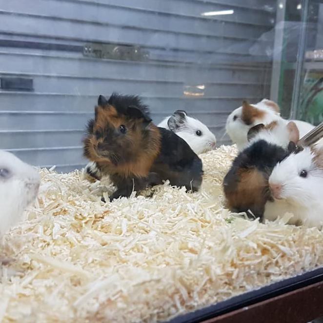 Marmut Guinea Pig Peliharaan Lucu Siap Bonding Shopee Indonesia