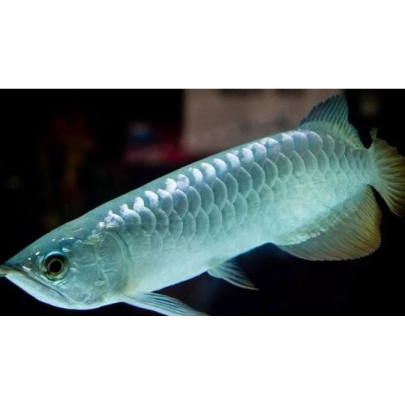 ikan Arwana  Silver Red BRAZIL  14 16 CM TURUNHARGA 