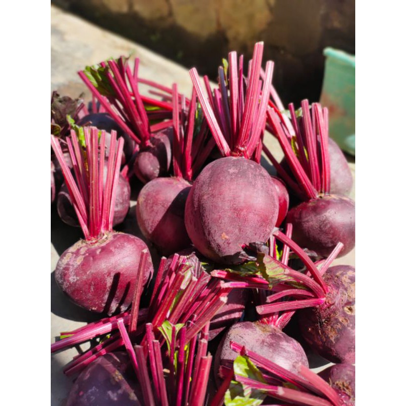

Buah Bit / Beet Roots 500 gram