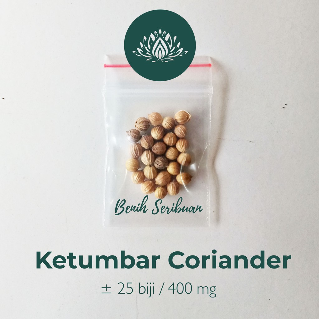 25 Bibit Coriander Daun Ketumbar Favor Herb Benih Sayuran Herba Known You Seed Tanaman Obat Herbal