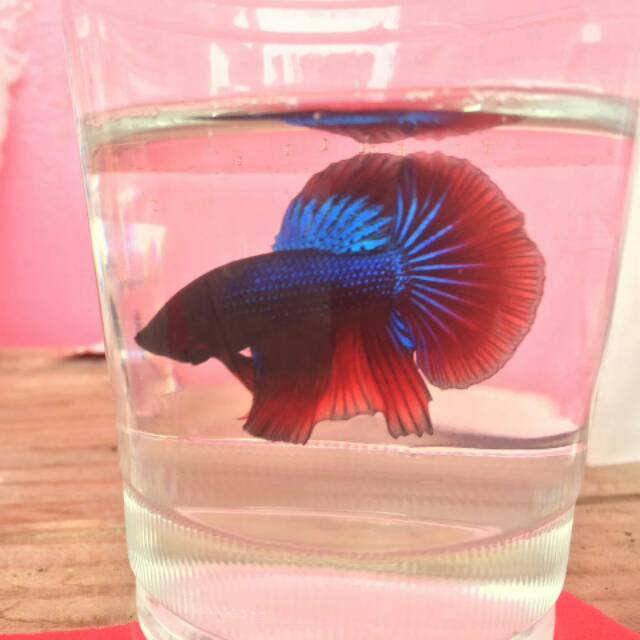 Ikan cupang HALFMOON