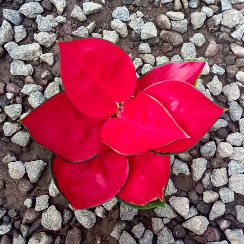 Aglonema suksom jaipong (Tanaman hias aglaonema suksom jaipong) - tanaman hias hidup - bunga hidup - bunga aglonema - aglaonema merah - aglonema merah - aglaonema murah - aglonema murah