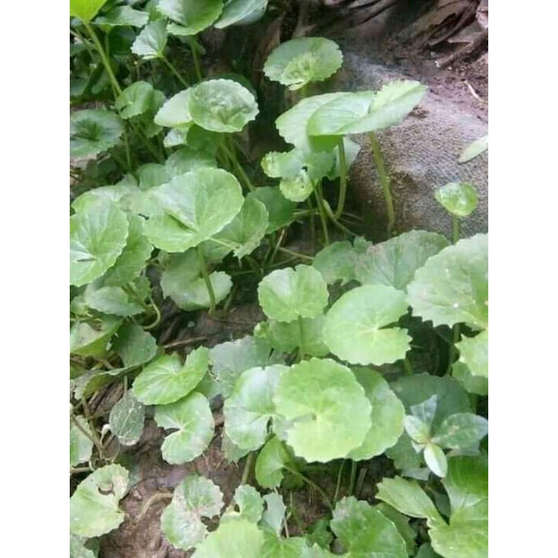 

Daun pegagan segar paket per 1 kg