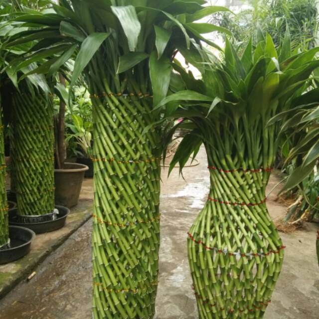 Bamboo hoki / bambu hoki / lucky bamboo model gucci